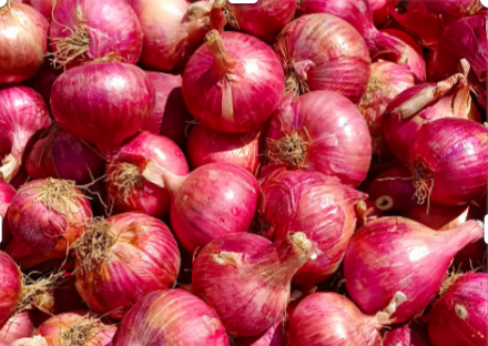 Unlocking the Flavorful World of Onions: QD International LLP’s Export Expertise.