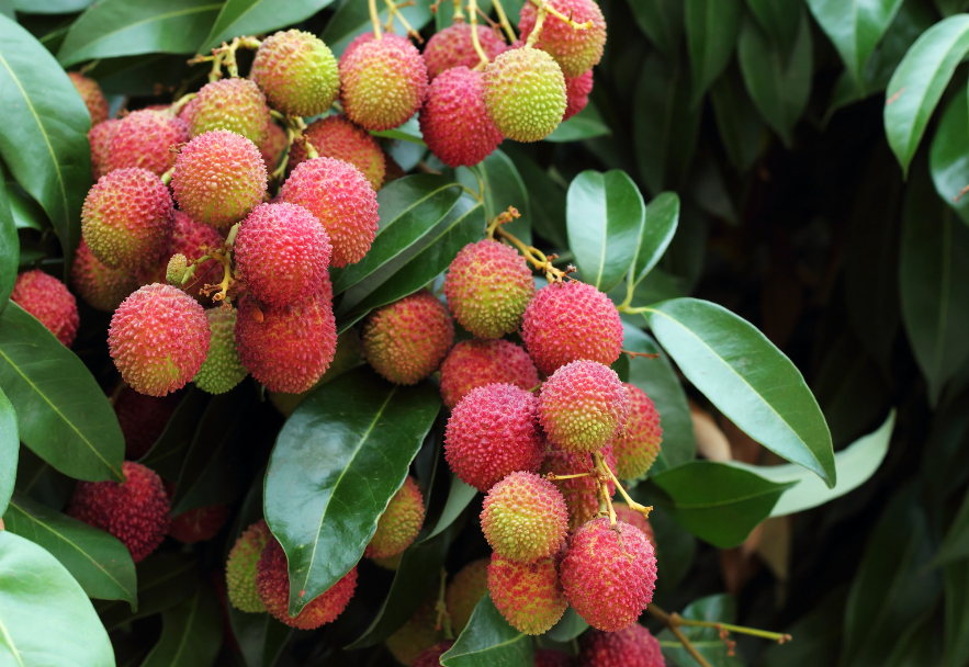 Discover the Exquisite Indian Litchi / Lychees: A Global Delight by QD International LLP.
