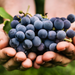 The Global Appeal of Indian Grapes: Premium Quality from QD International LLP.