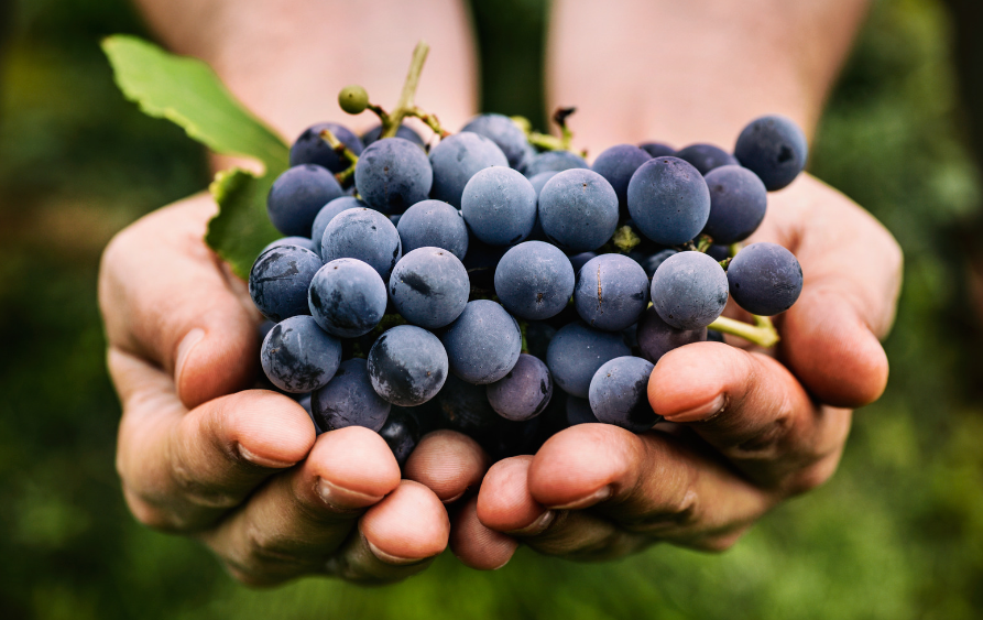 The Global Appeal of Indian Grapes: Premium Quality from QD International LLP.